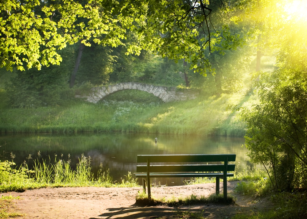 Bench in park at dawn facing pond, bridge, trees
